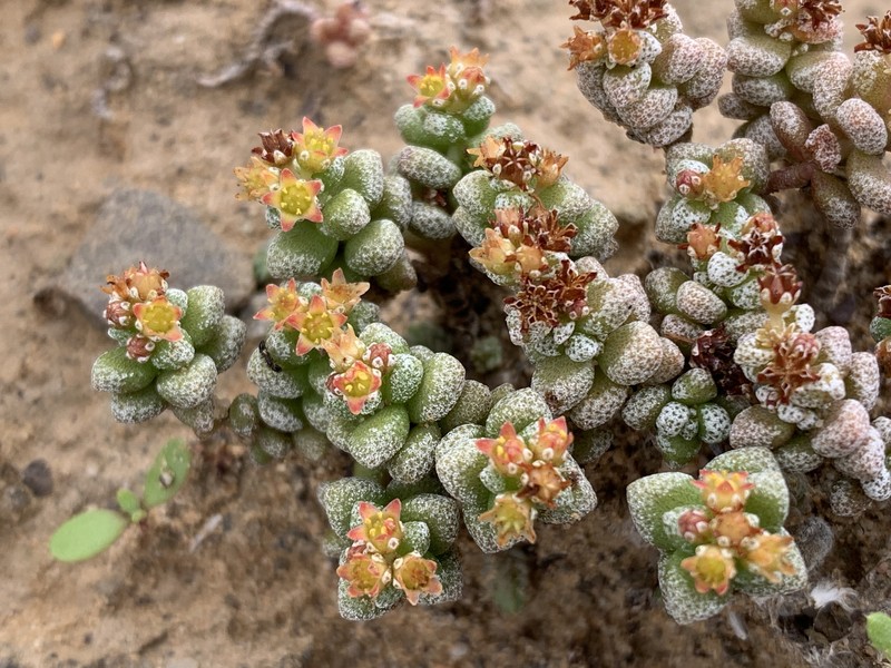 Crassula corallina subsp. corallina photo 3