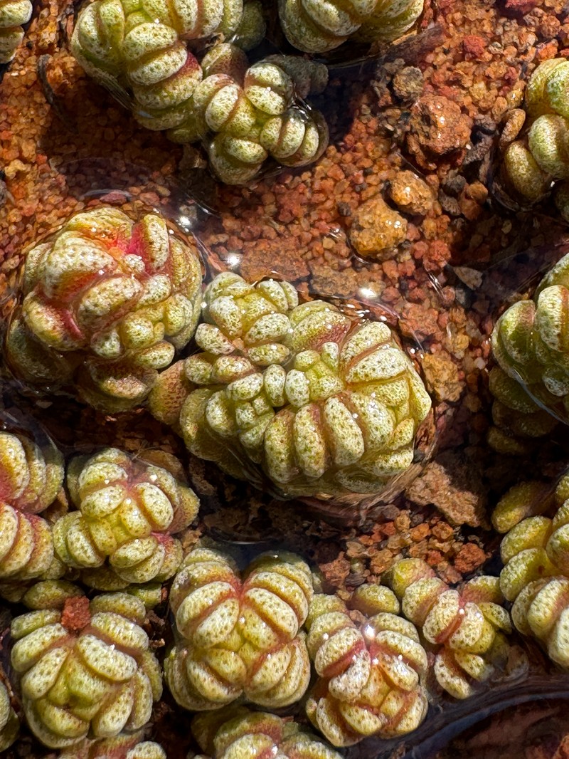 Crassula corallina subsp. corallina photo 4