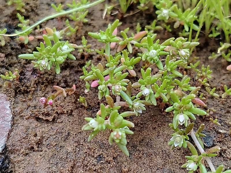 Crassula decumbens var. decumbens