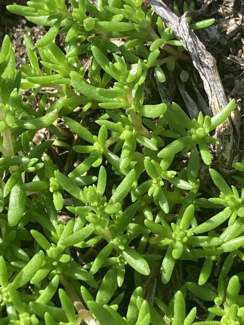 Crassula decumbens var. decumbens photo 2