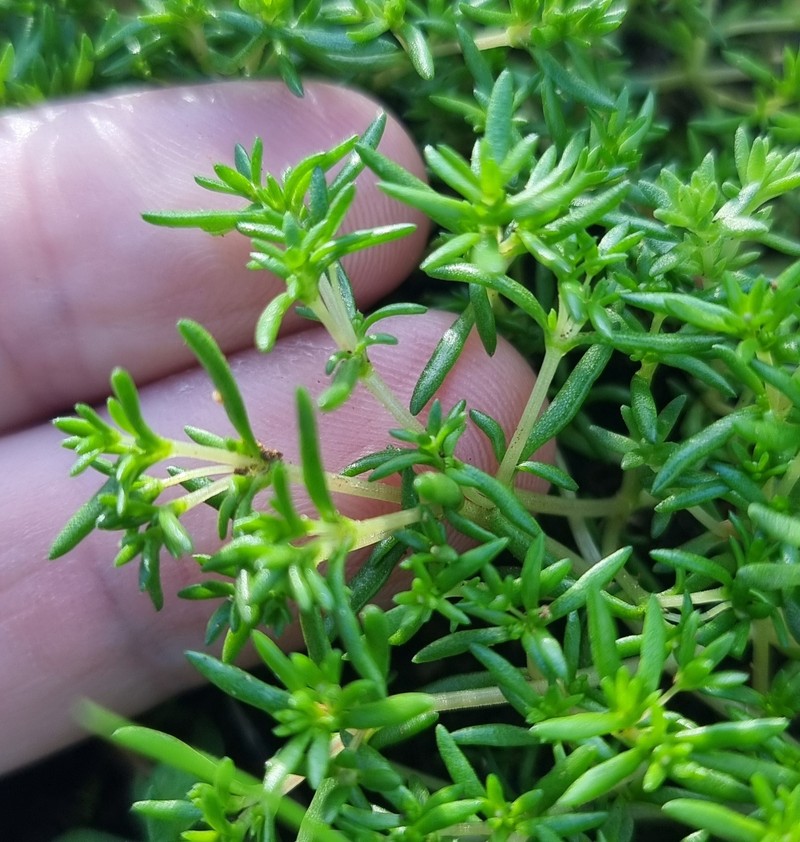 Crassula decumbens var. decumbens photo 3