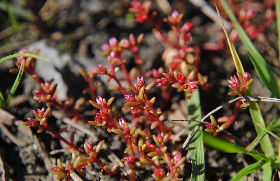 Small-Leaf Pygmyweed
