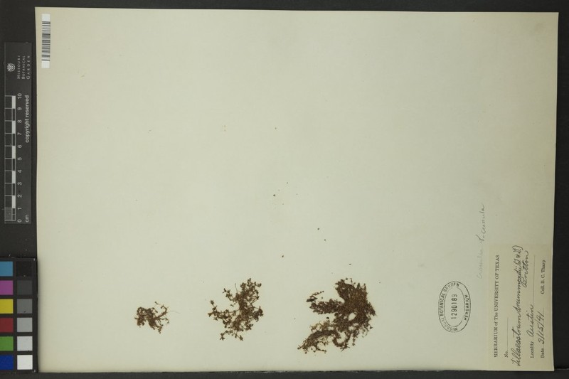 Small-Leaf Pygmyweed photo 3