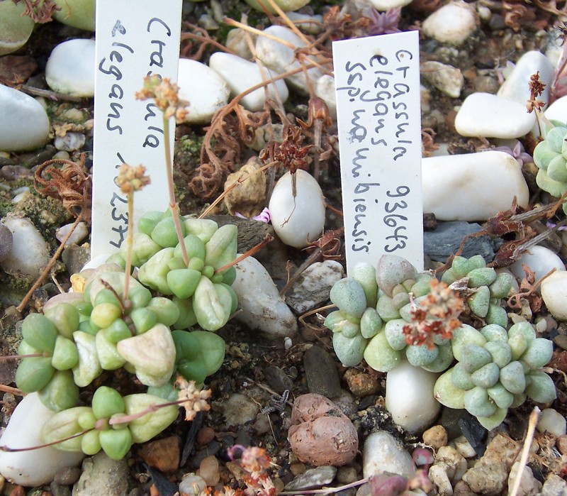 Crassula elegans subsp. elegans