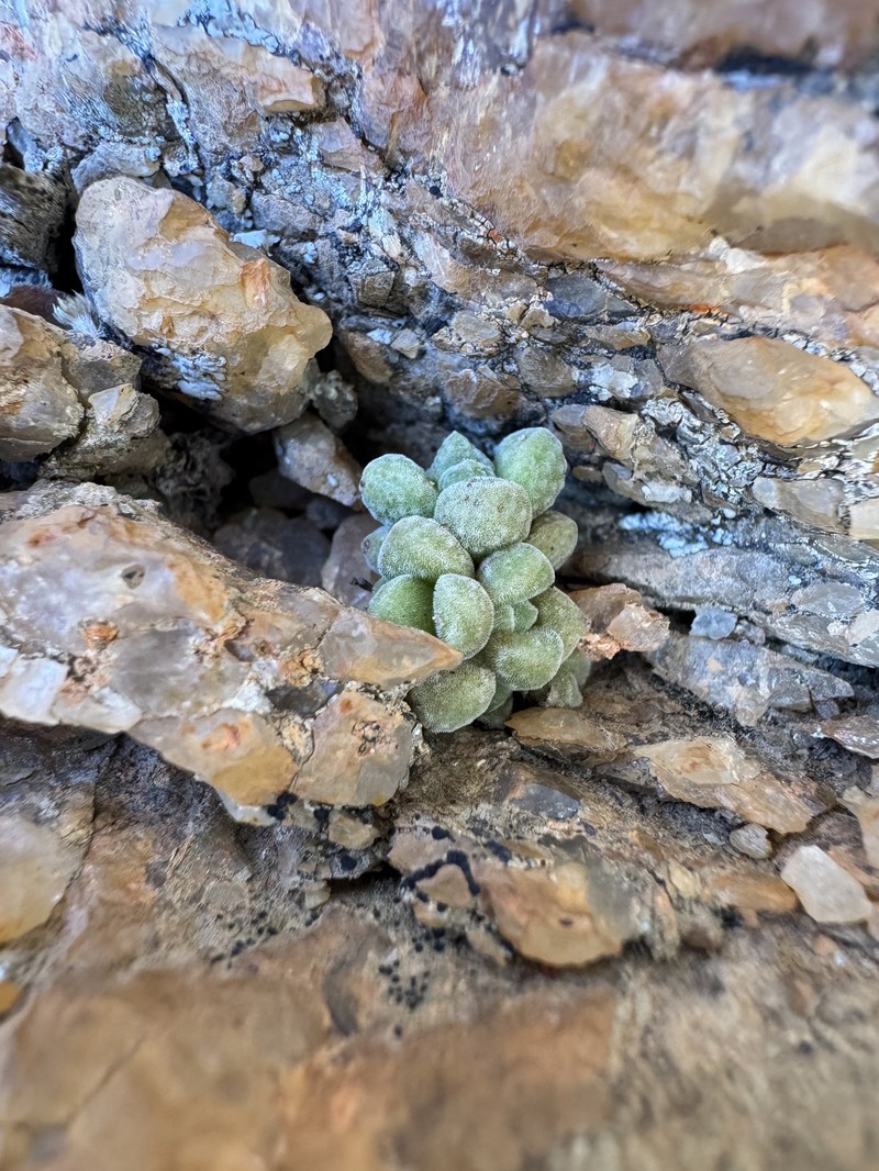 Crassula elegans subsp. elegans photo 2