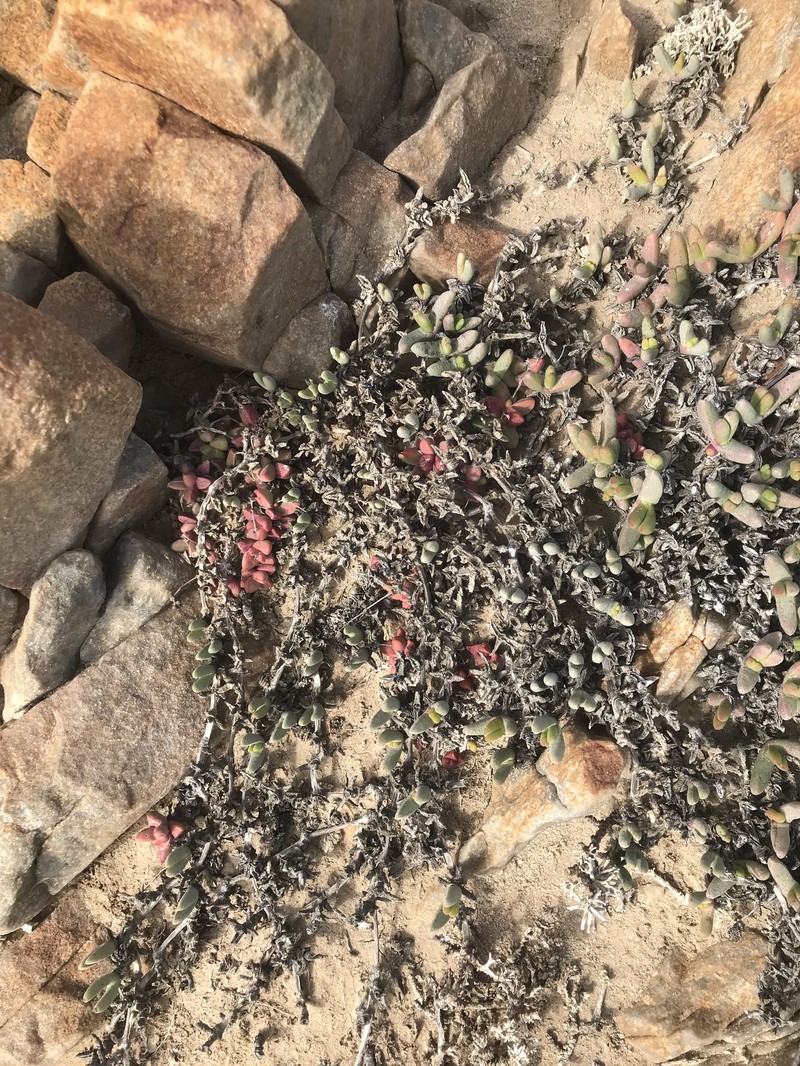 Crassula elegans subsp. elegans photo 3