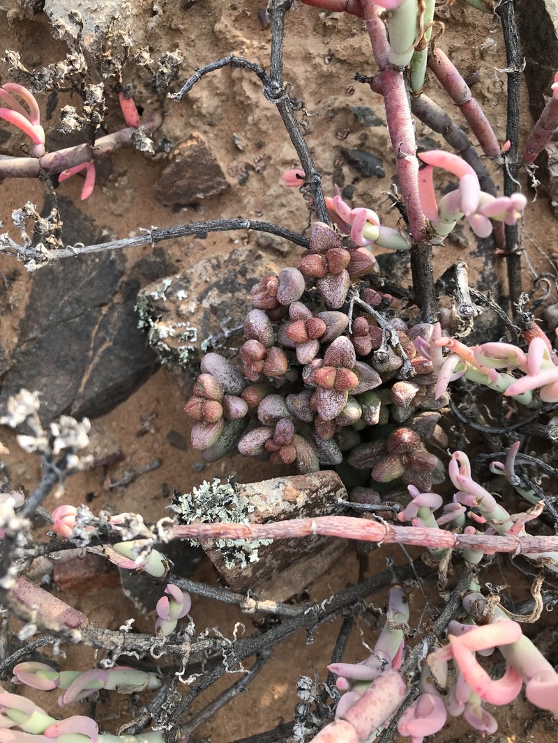 Crassula elegans subsp. elegans photo 4