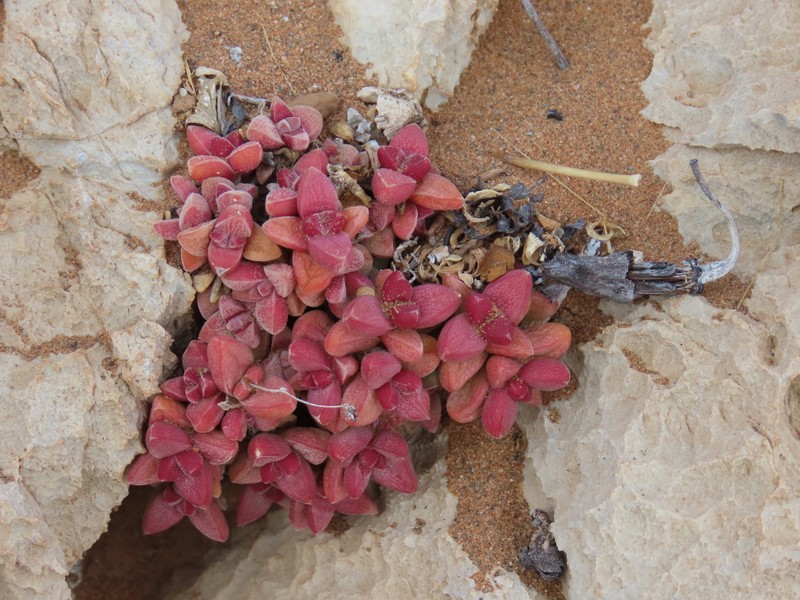Crassula elegans subsp. elegans photo 5