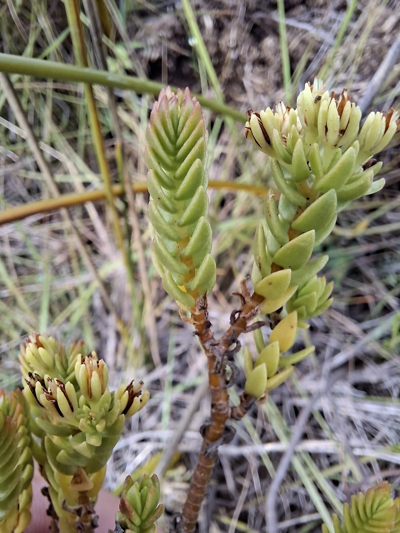 Crassula ericoides subsp. ericoides