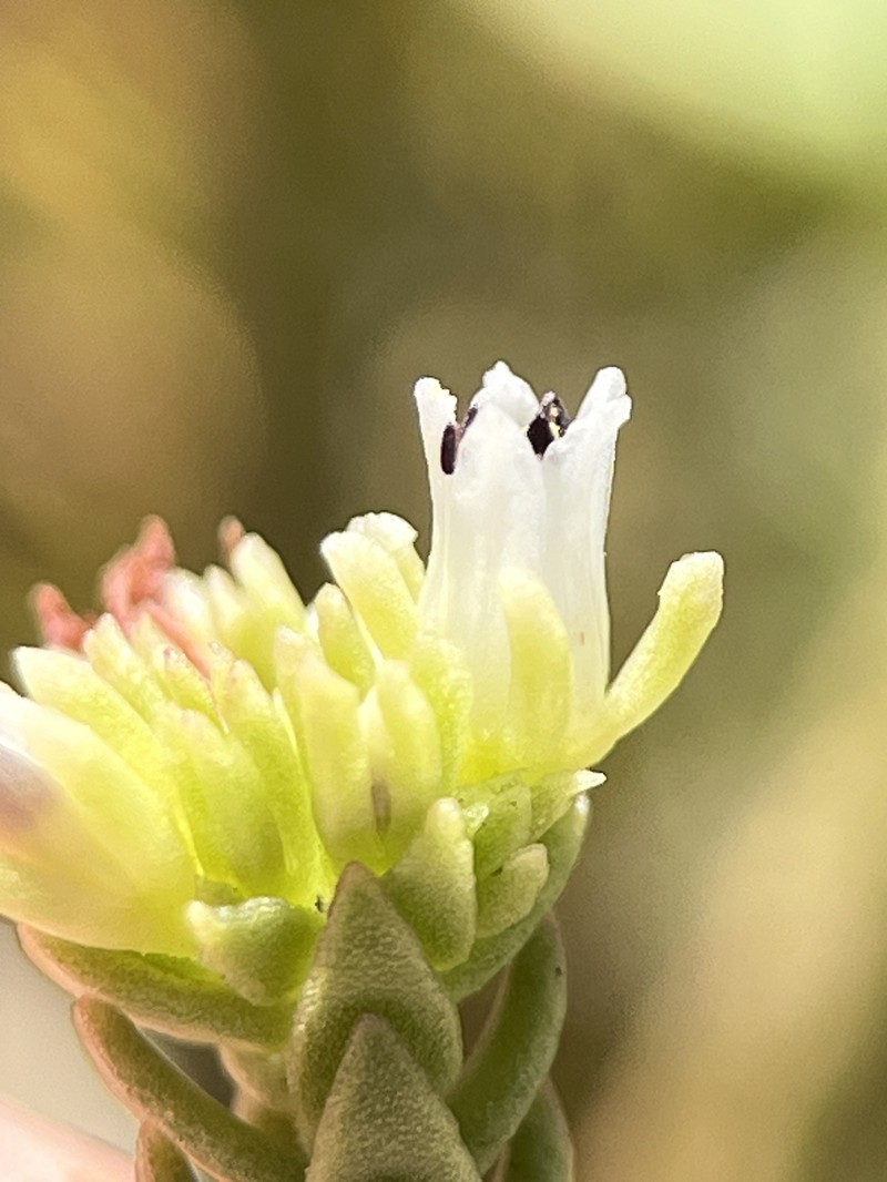 Crassula ericoides subsp. ericoides photo 2