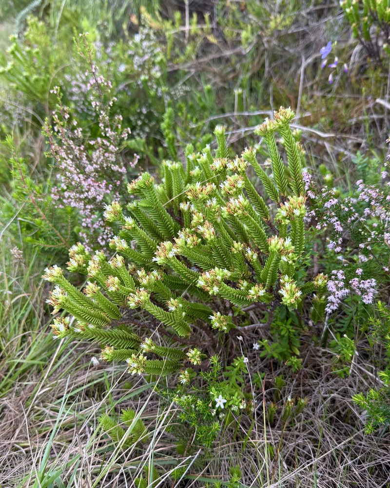 Crassula ericoides subsp. ericoides photo 3
