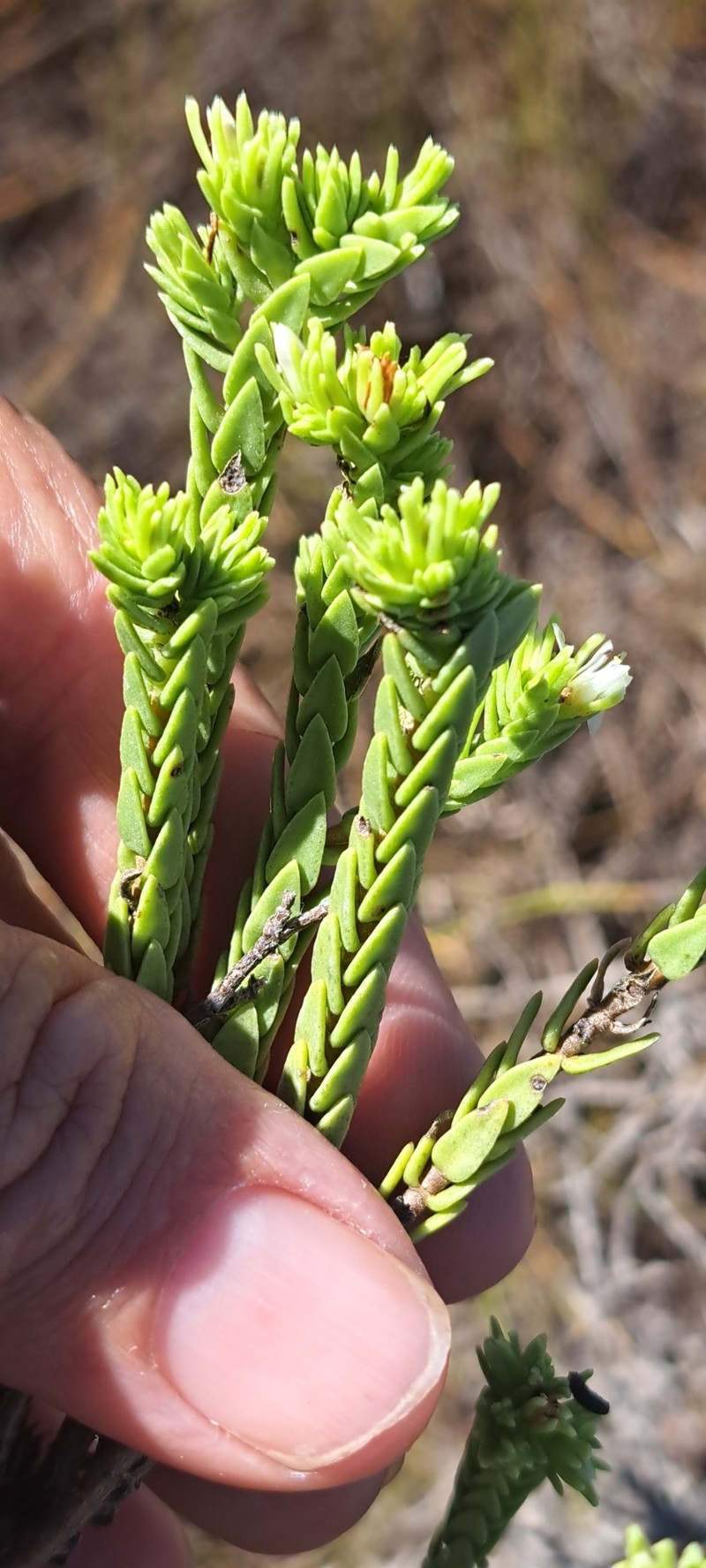 Crassula ericoides subsp. ericoides photo 4