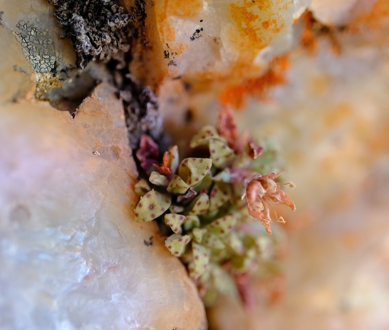 Crassula exilis subsp. exilis