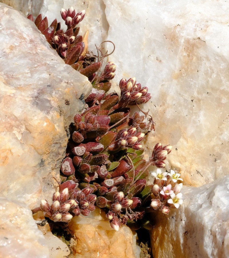 Crassula exilis subsp. exilis photo 2