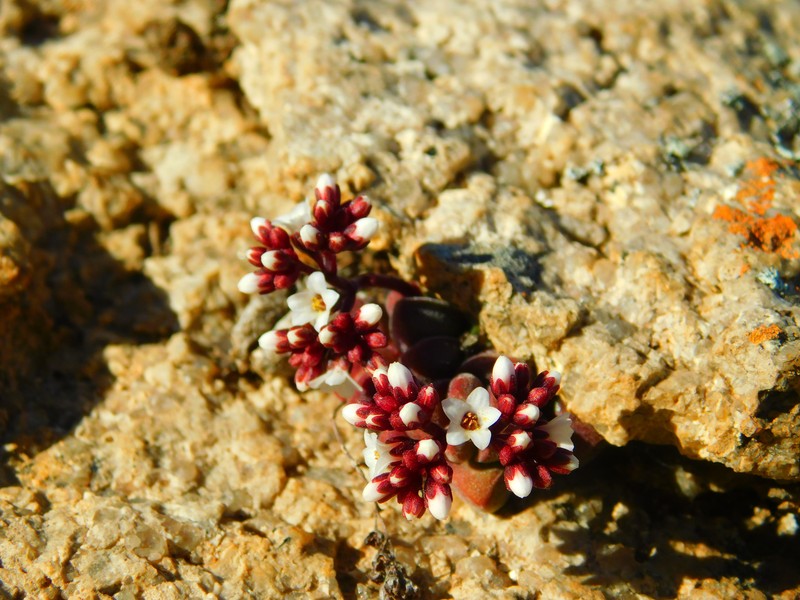 Crassula exilis subsp. exilis photo 3