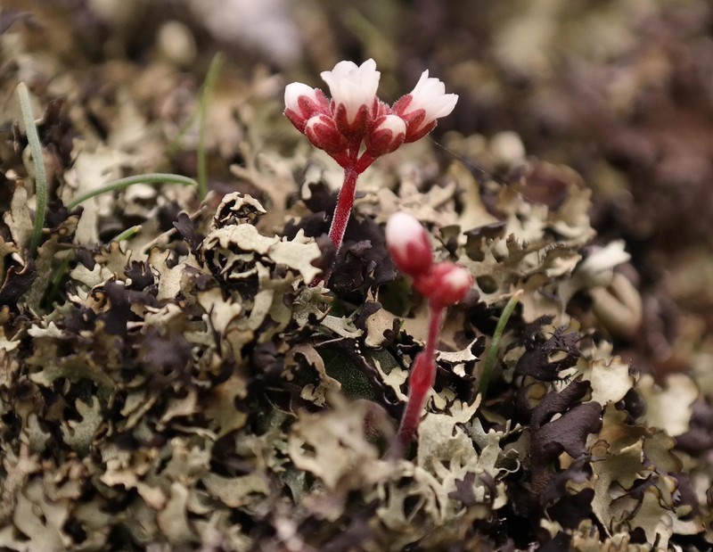 Crassula exilis subsp. exilis photo 4