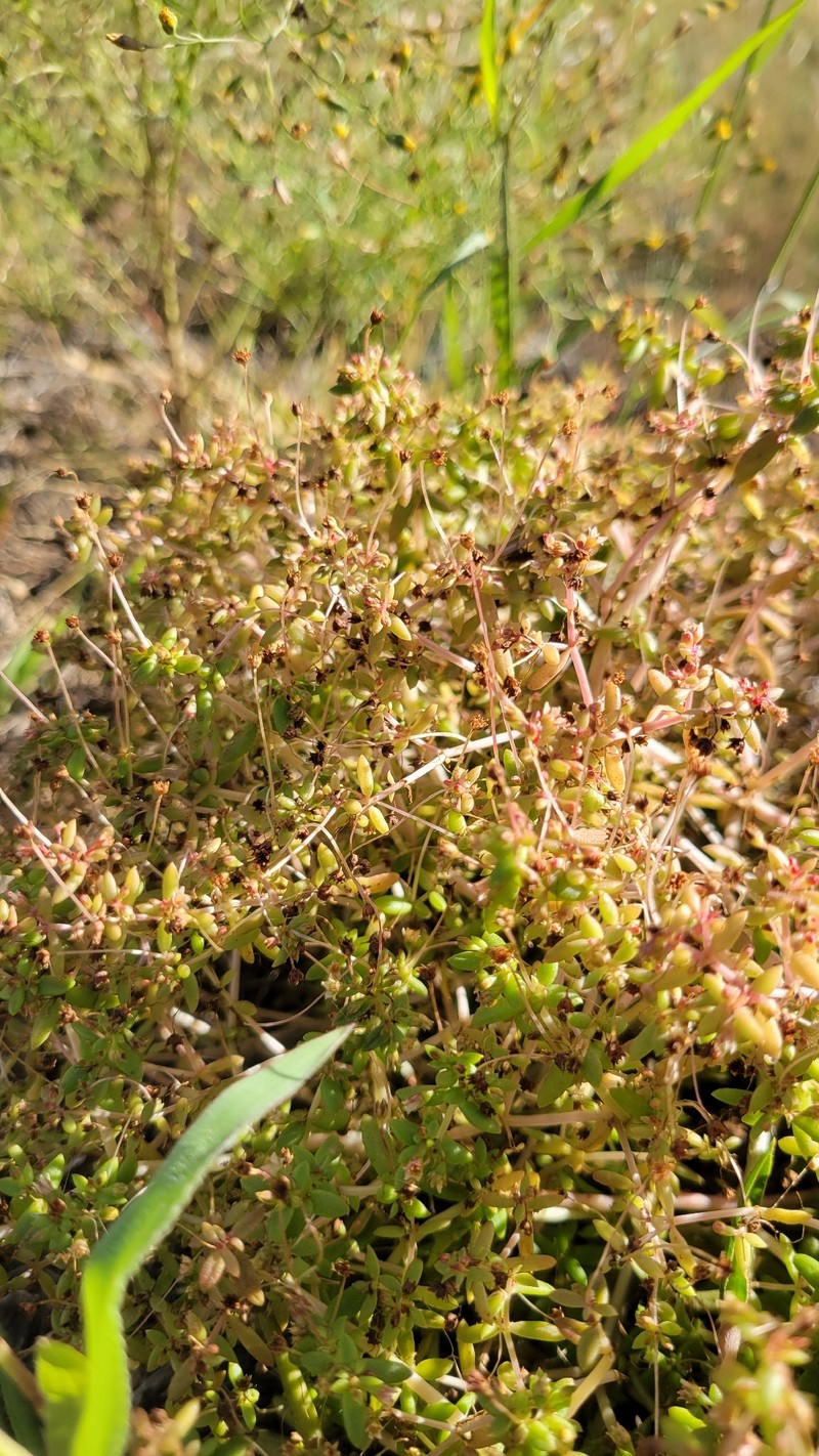 Crassula expansa subsp. expansa