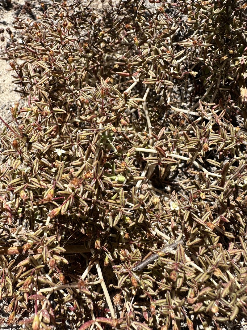Crassula expansa subsp. expansa photo 4