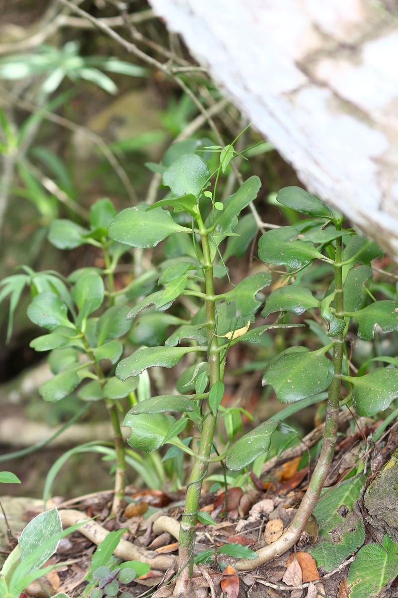 Crassula floribunda