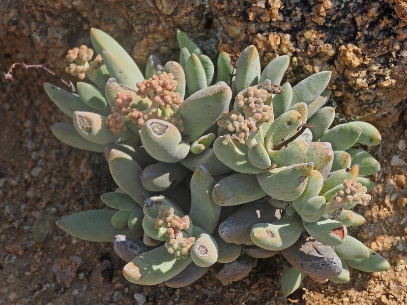 Crassula garibina subsp. garibina