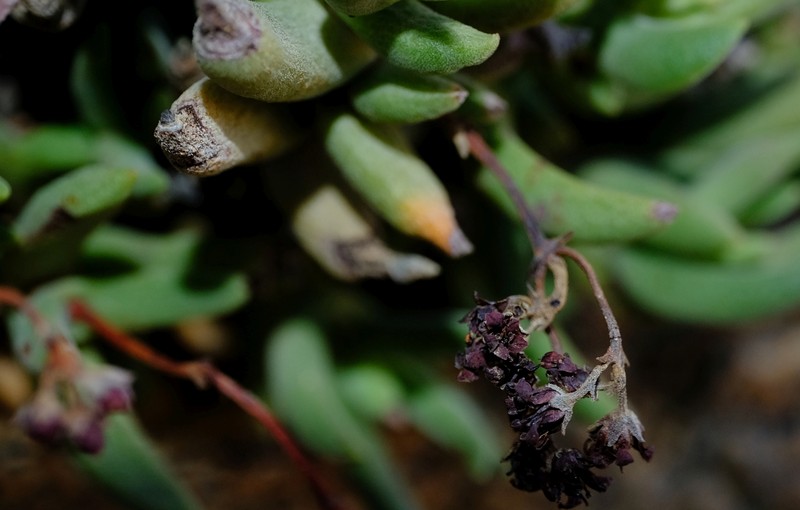 Crassula garibina subsp. garibina photo 2