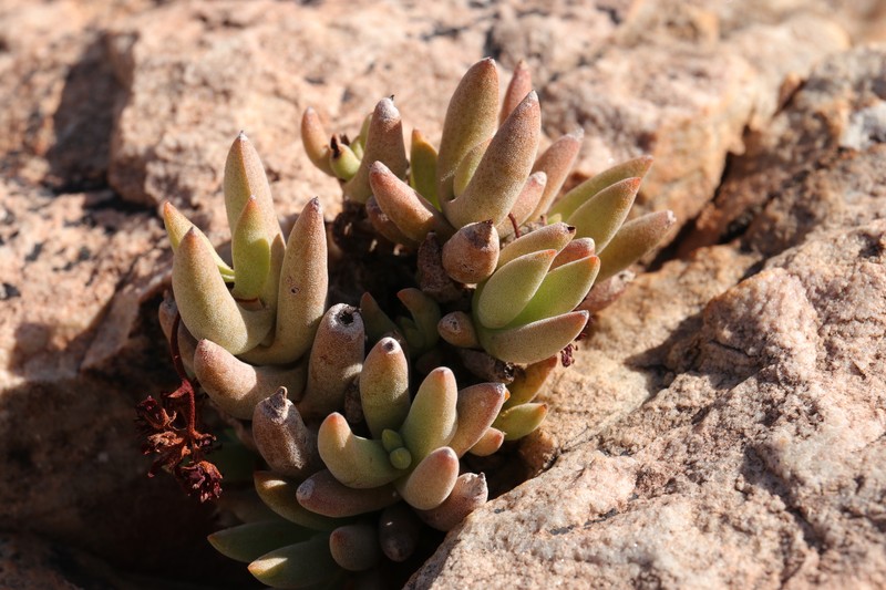 Crassula garibina subsp. garibina photo 3