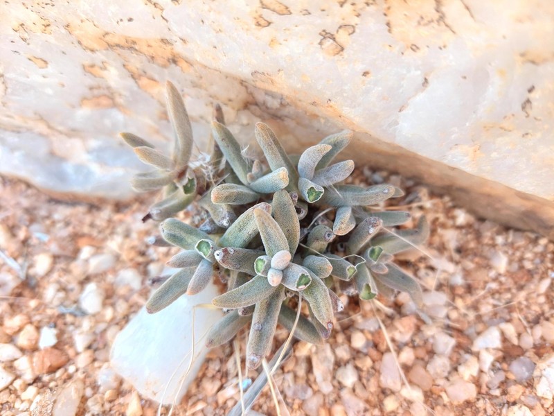 Crassula garibina subsp. garibina photo 4
