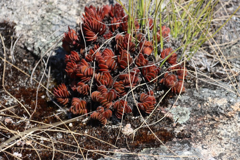 Crassula globularioides subsp. globularioides photo 2