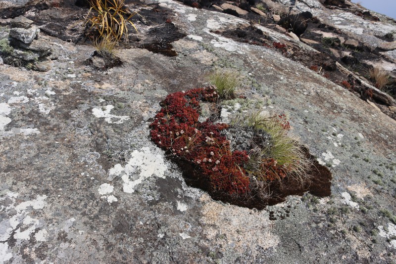 Crassula globularioides subsp. globularioides photo 3