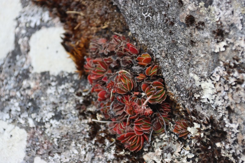Crassula globularioides subsp. globularioides photo 4