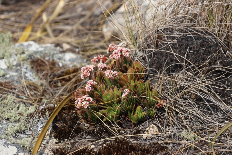Crassula globularioides subsp. globularioides photo 5