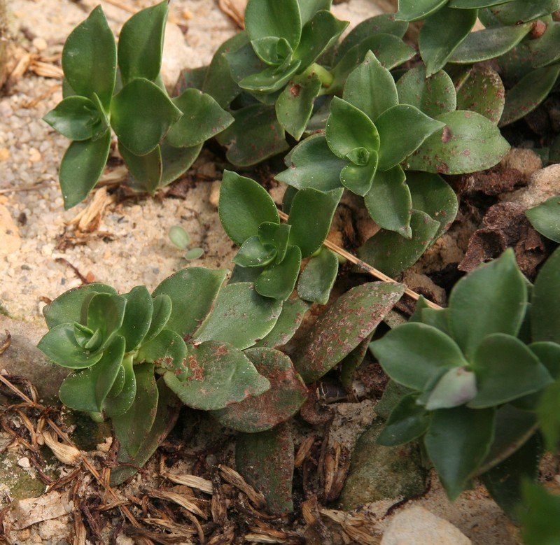 Crassula globularioides subsp. globularioides