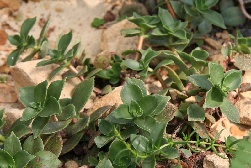 Crassula globularioides subsp. globularioides photo 6