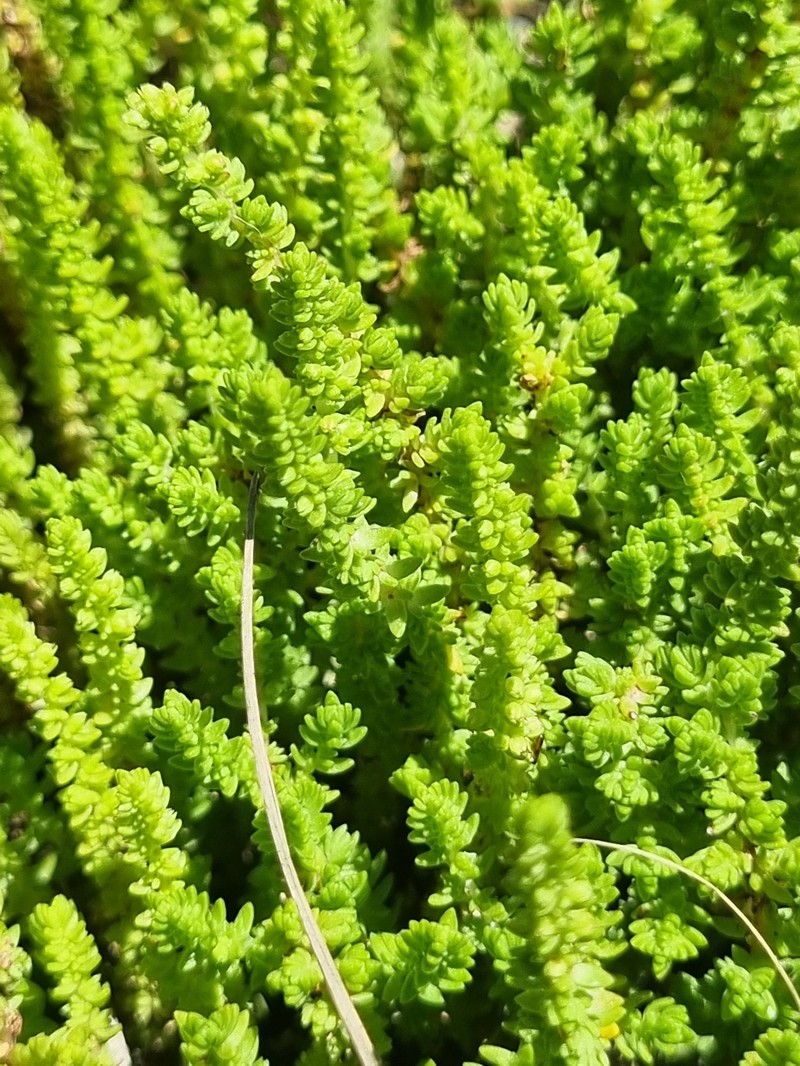 Crassula lanceolata subsp. lanceolata photo 2