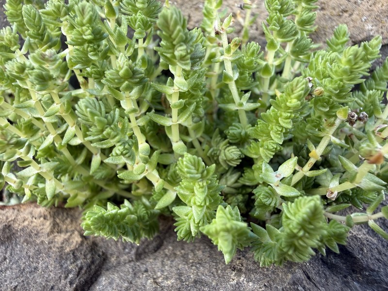 Crassula lanceolata subsp. lanceolata photo 3