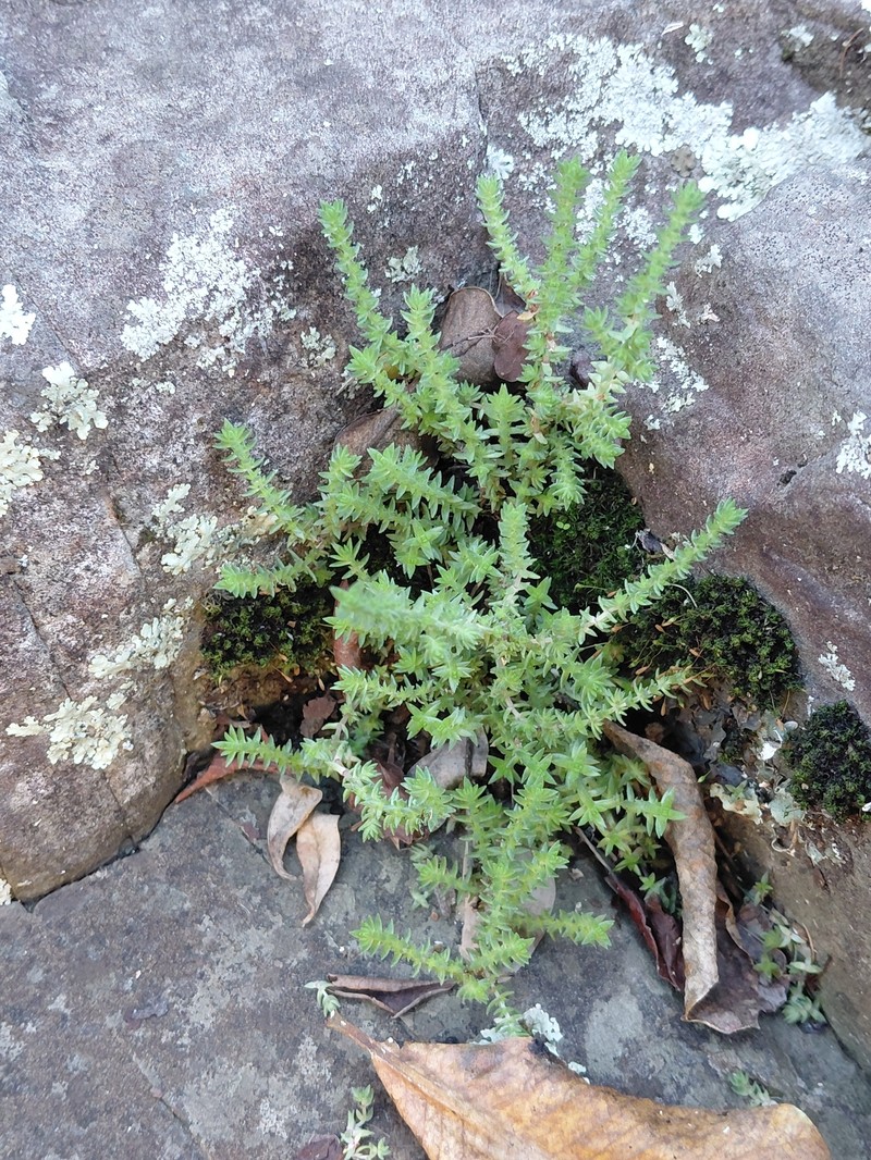 Crassula lanceolata subsp. lanceolata photo 4
