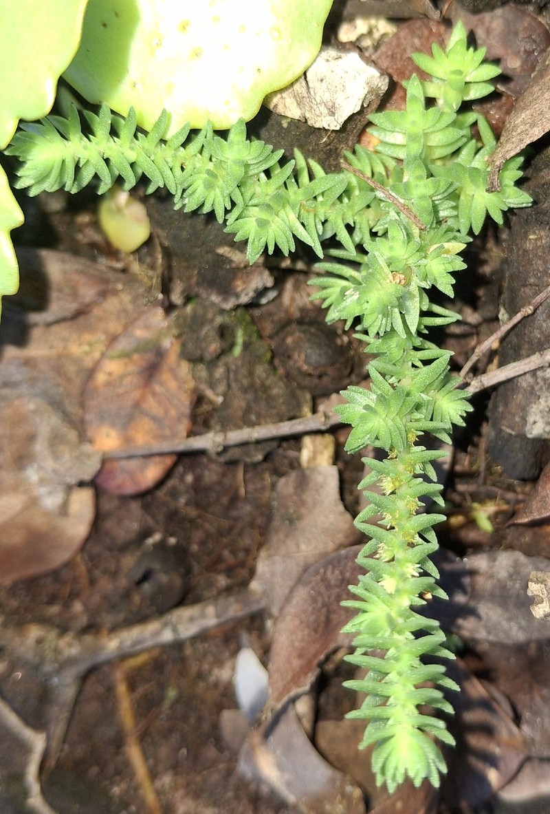 Crassula lanceolata subsp. lanceolata photo 5