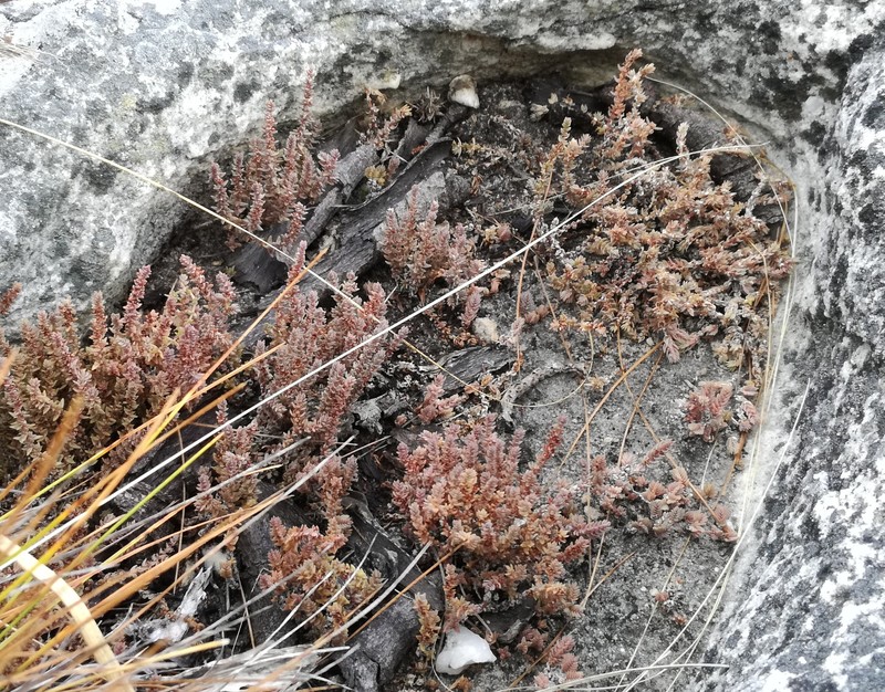 Crassula lanceolata subsp. lanceolata