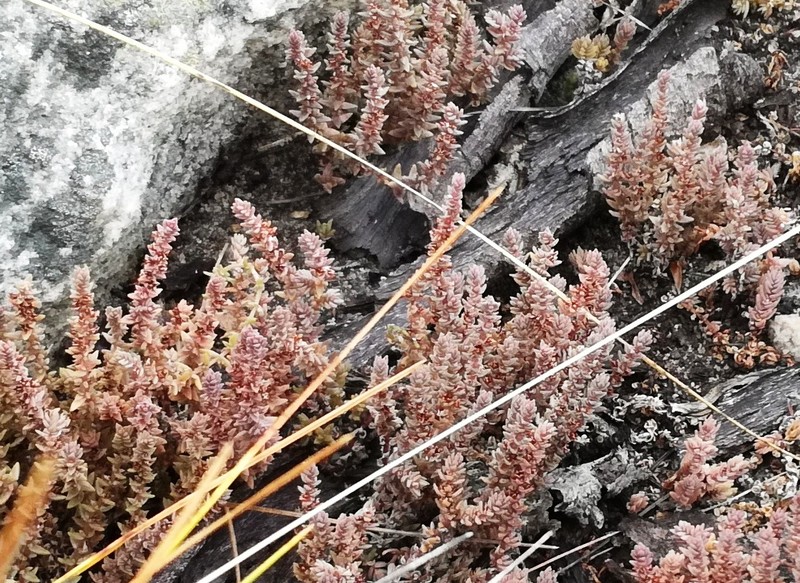 Crassula lanceolata subsp. lanceolata photo 6