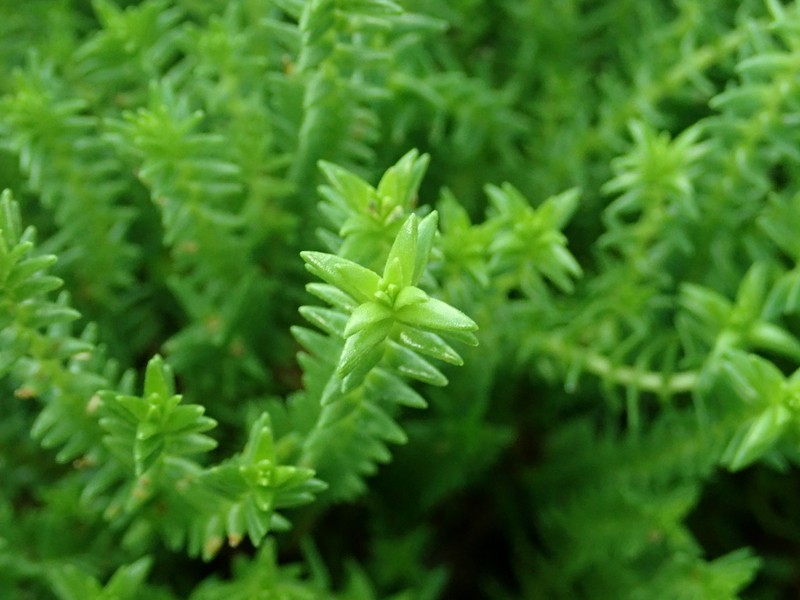 Crassula lanceolata subsp. lanceolata photo 7