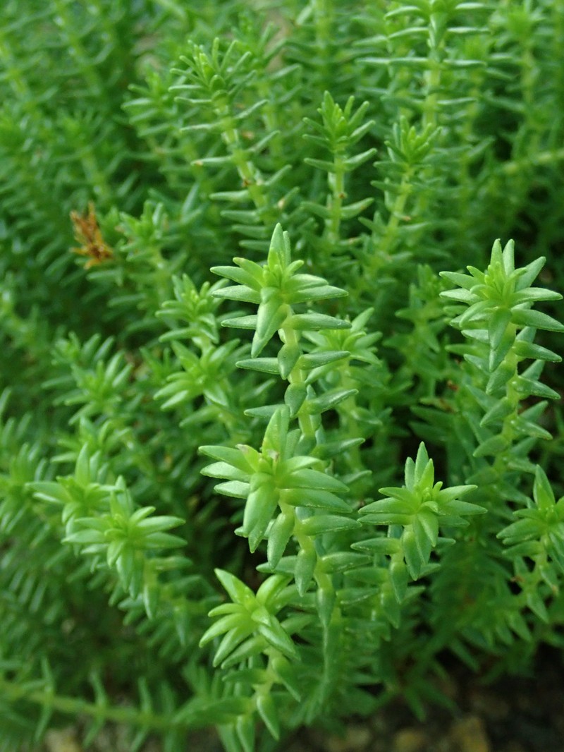Crassula lanceolata subsp. lanceolata photo 8