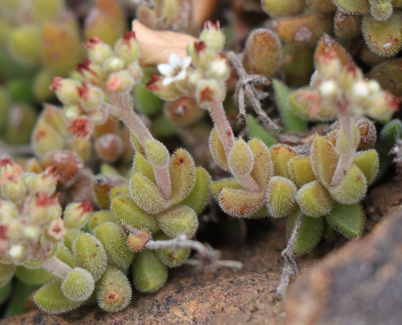 Crassula lanuginosa var. lanuginosa