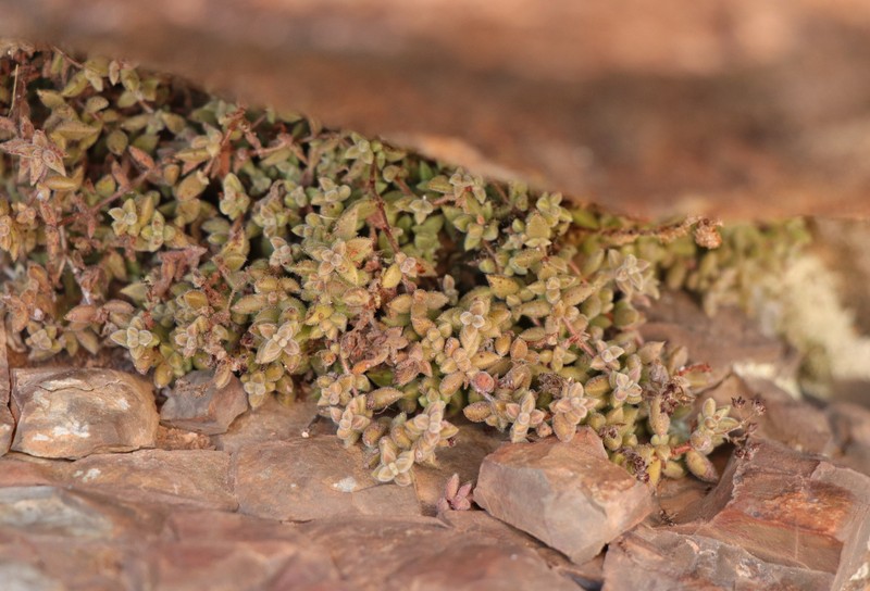 Crassula lanuginosa var. lanuginosa photo 2