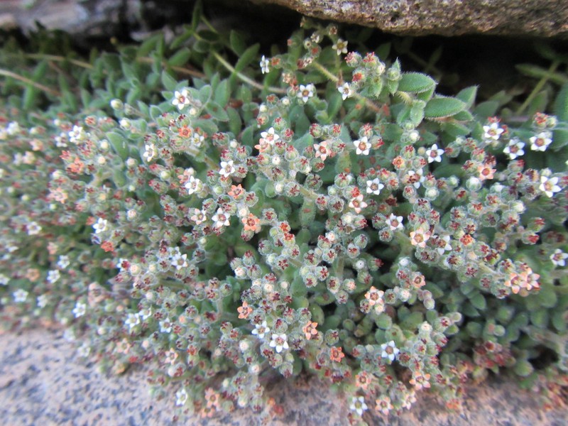 Crassula lanuginosa var. lanuginosa photo 3