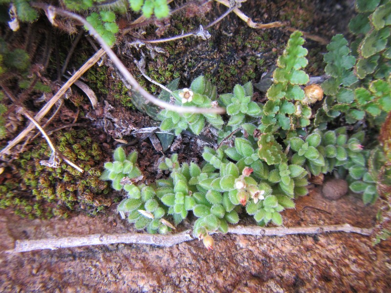 Crassula lanuginosa var. lanuginosa photo 4