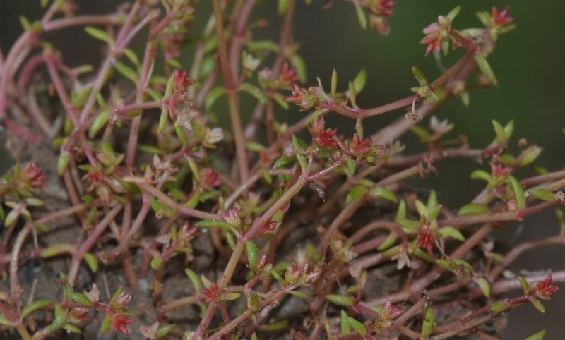 Smallseed Pygmyweed
