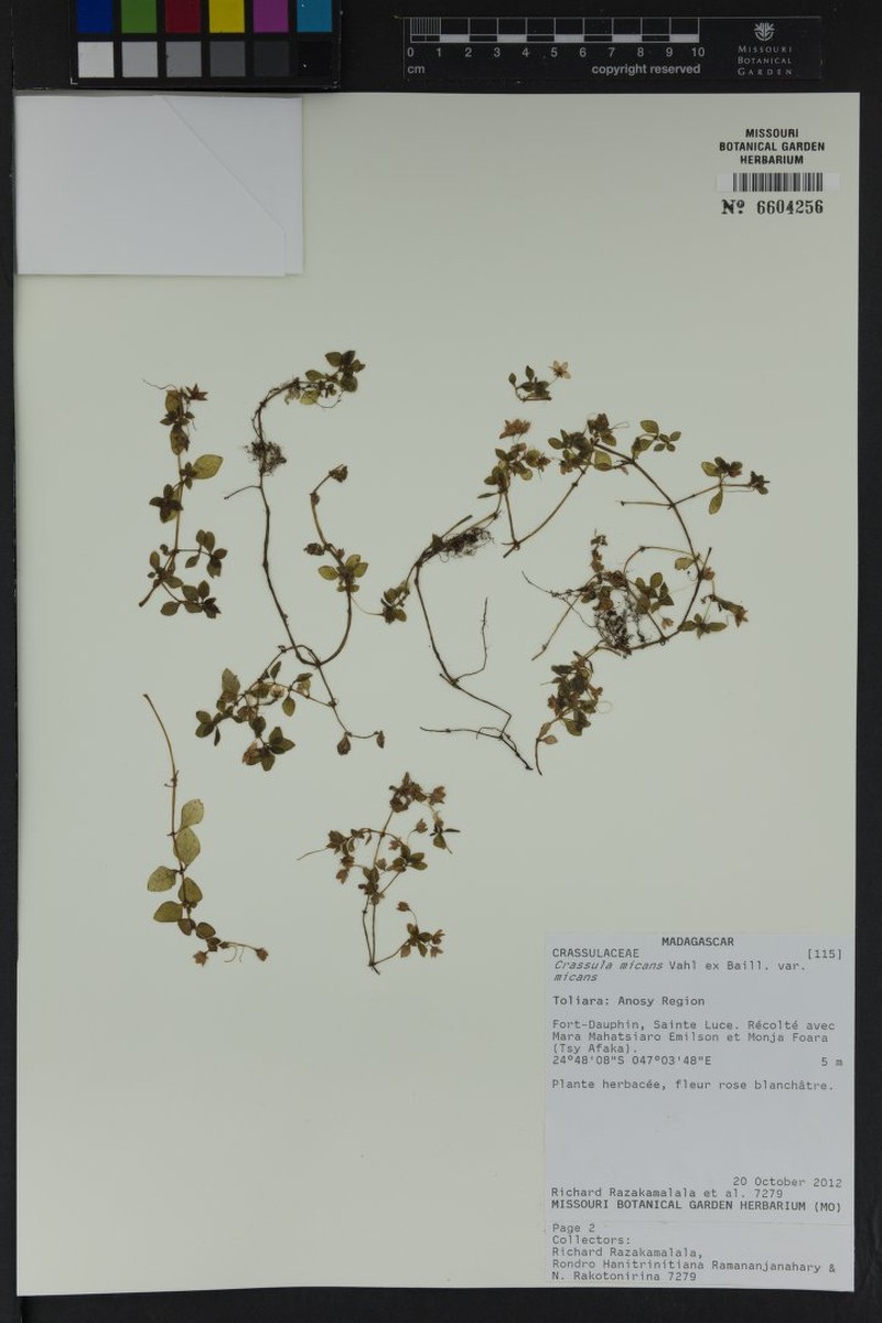 Crassula micans var. micans
