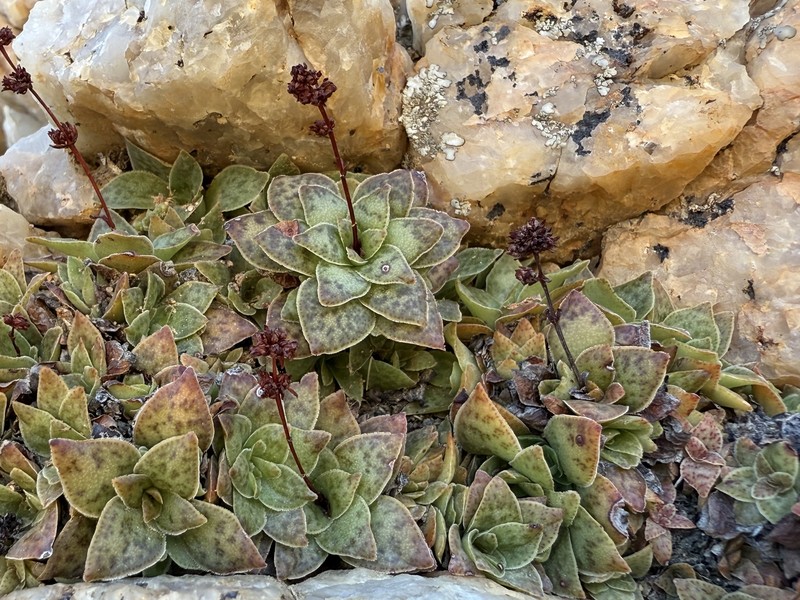 Crassula montana subsp. borealis