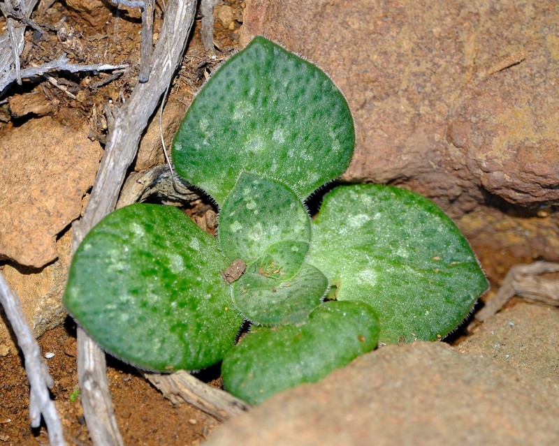 Crassula montana subsp. montana