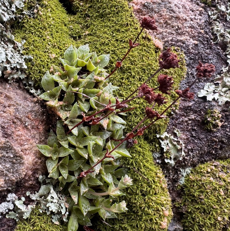Crassula montana subsp. montana photo 2
